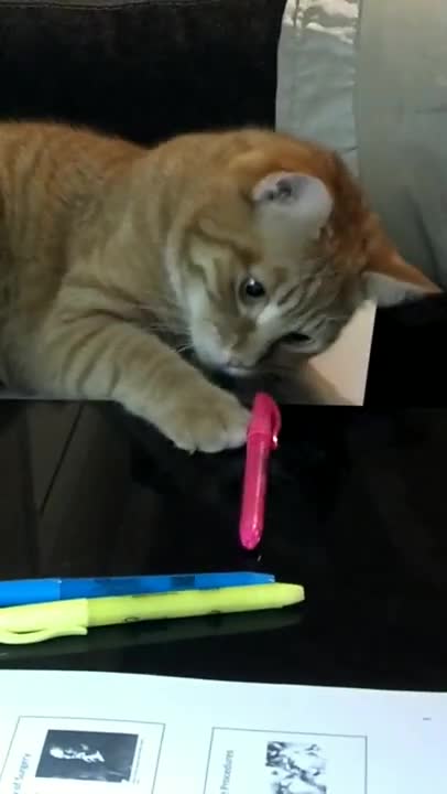 3.Very funny cat #shorts