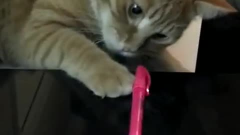 3.Very funny cat #shorts