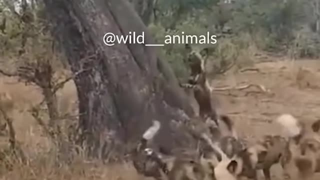 WILD ANIMALS HUNTING PREY COMPILATION RELAX FOR LIFE ​​​#18
