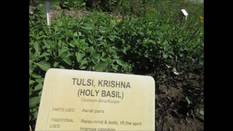 Harmonizes Your Mind, Body and Spirit Krishna Tulsi Holy Basil August 2022