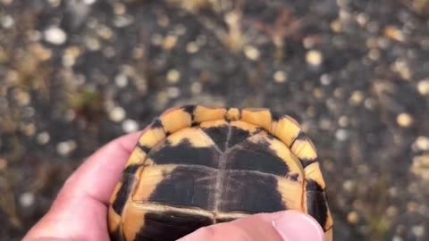 A box turtle