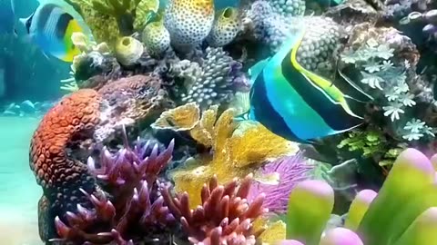 Beauty fishes