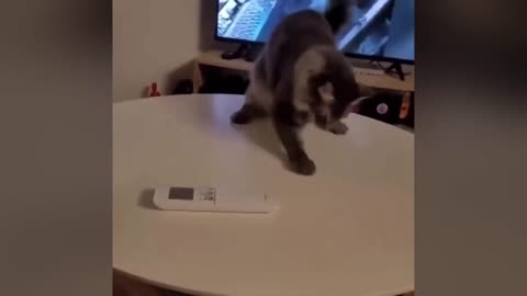 Best Funniest Cats