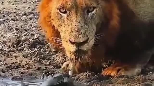 lion drinking river water