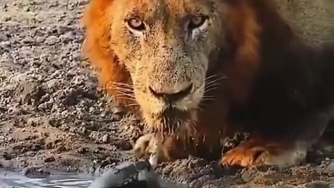 lion drinking river water