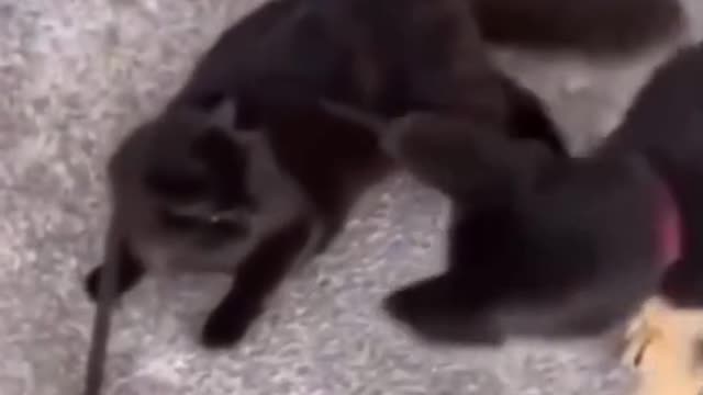 The Cat Accepted Its Fate LOL
