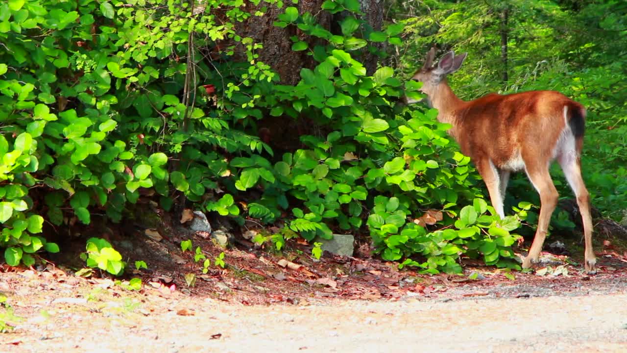 The Deer is Eating Leaves