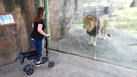 This Lion Really Wants Her Scooter 😂