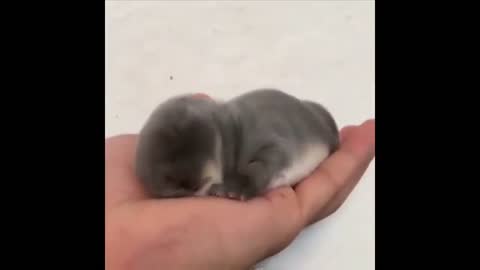 Cutest Baby Animals - Funny and Cute Moment of The Animals #3