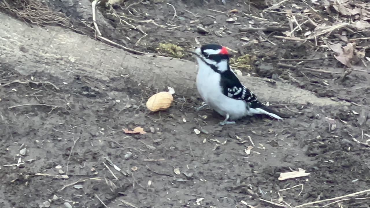 Chippy couldn’t carry the second peanut 🤣