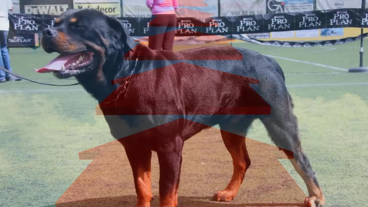 TOP 10 MOST ILLEGAL DOG BREEDS IN THE WORLD.