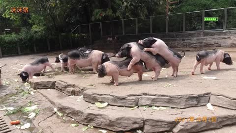 Oh Dear - piggy paternity situation... doing the pig shuffle