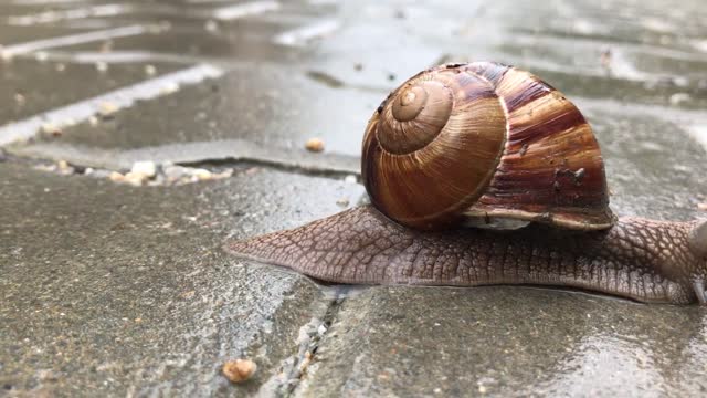 How Snails Move?