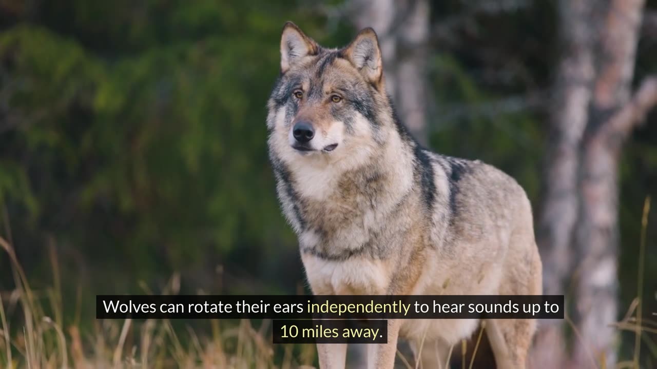 Fascinating Facts You Didn't Know About Wolves