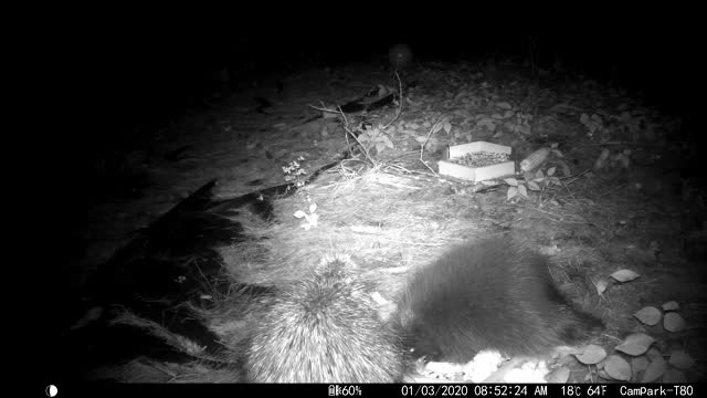 Momma porcupine scolding her baby