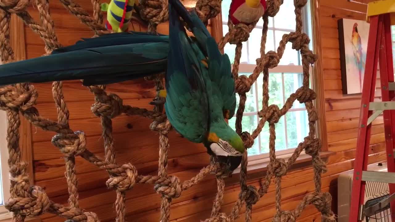 Charley Our Blue And Gold Macaw Throwing Toys