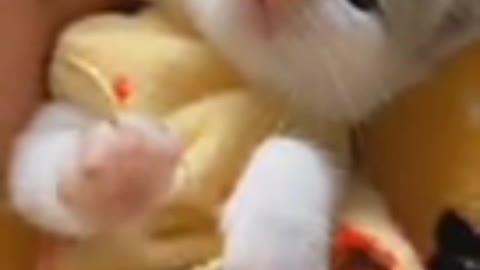 Cute cat for children