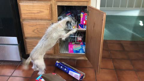 Dojo just KNEW there was a toy in that cabinet!!