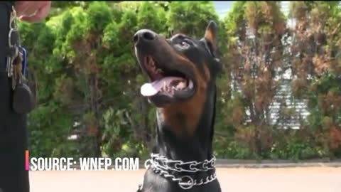 K9 Unit Doberman - Kingston Police Department