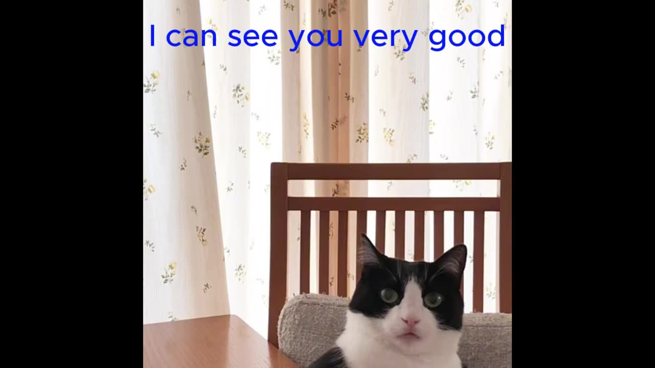 Funny animals videos