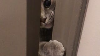 Cute Cat Misses Owner