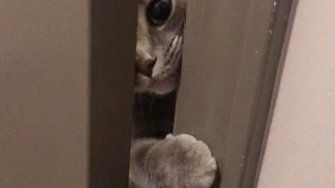 Cute Cat Misses Owner
