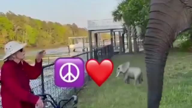 Best Funny Animal Videos of the year (2021), funniest animals ever. relax with cute animals.AWW anim