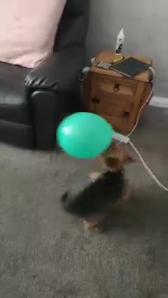 12 Year old Yorkie Still Acts Like Puppy