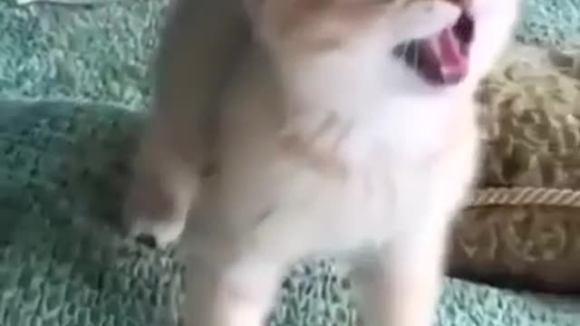 Cute baby cat reaction