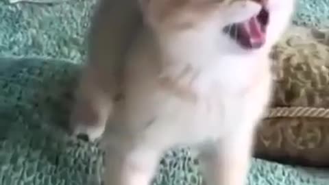 Cute baby cat reaction