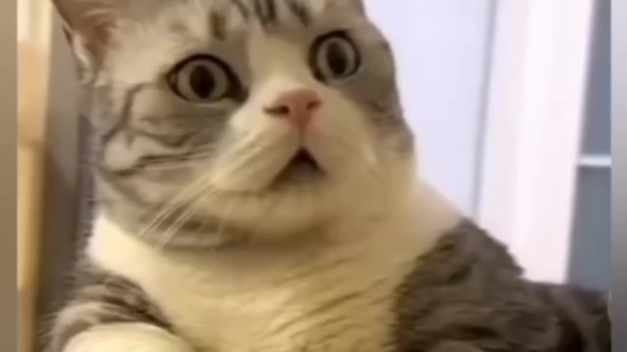 New funny video part 1