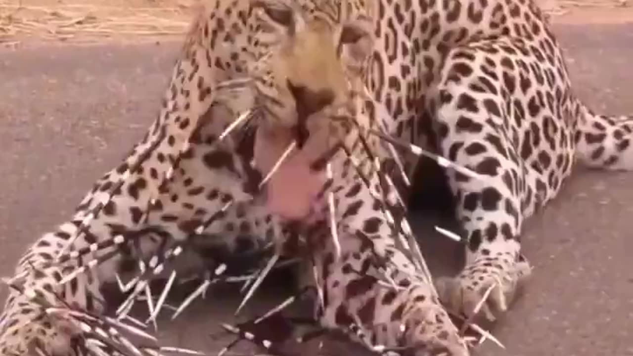 Stupid Leopard