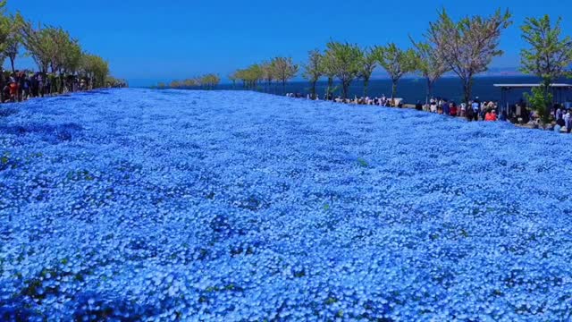 As broad as the fragrant sea of flowers