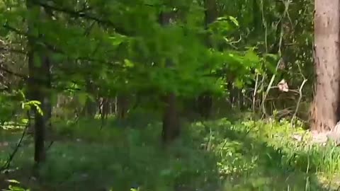 09.05.2022 The work of the Russian special forces in the forests of Ukraine