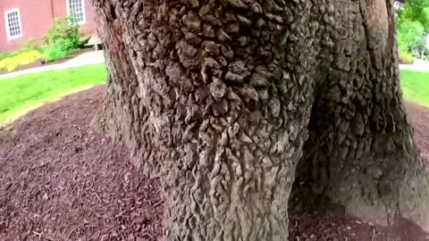 Getting up close with cicadas