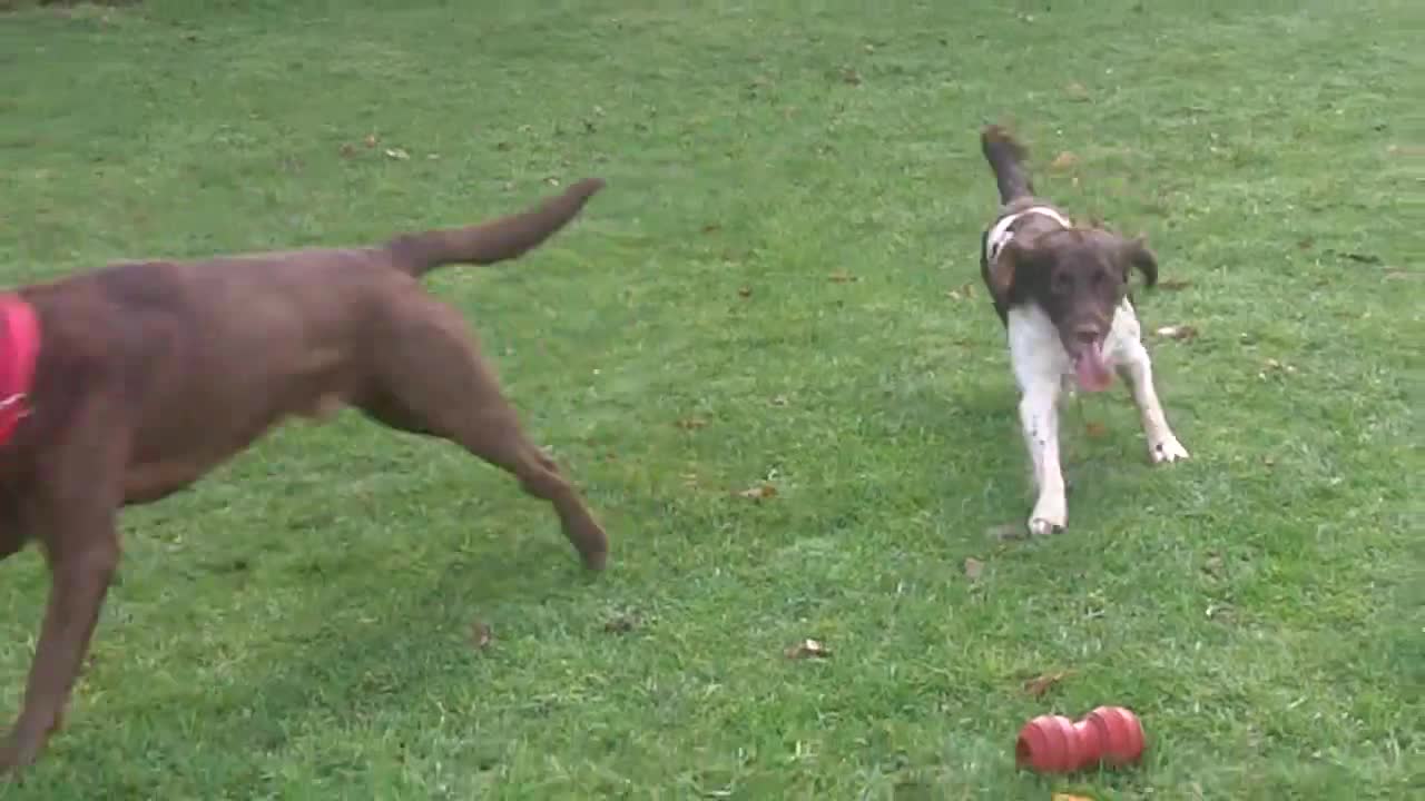 dog training dog training,shorts video train your dog