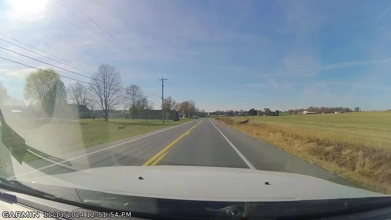 Husband Gets Distracted by Deer While Driving