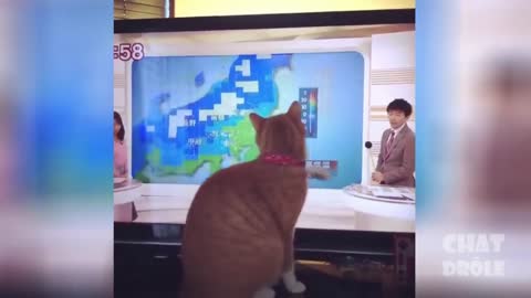 OMG Super Cute Cats 😍