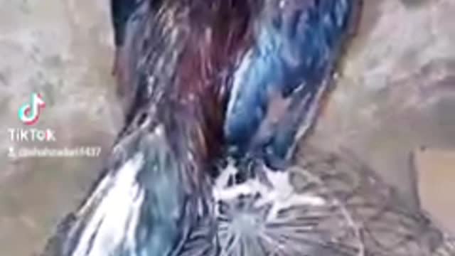 Tiktok videos