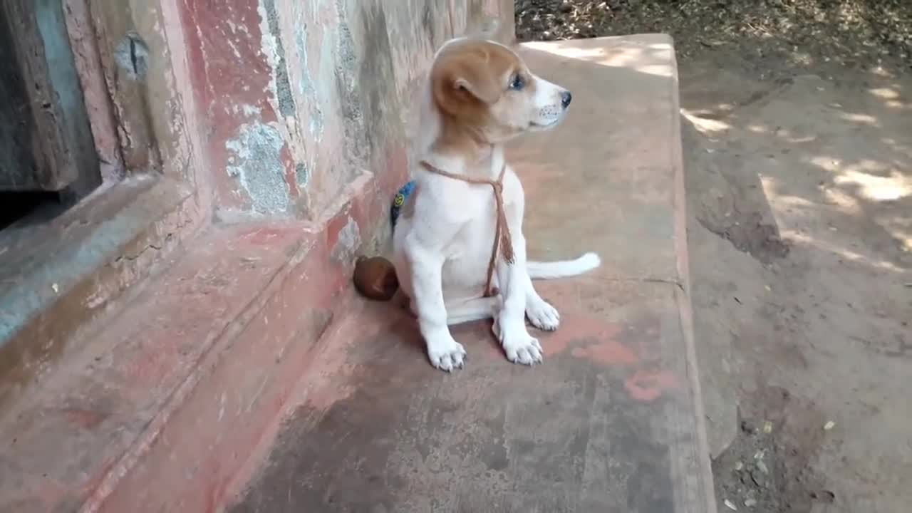 Cute dog barking 😃😊||