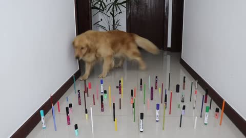 Obstacle Challenge CAT v DOG