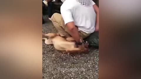 Funniest Animals 2023 😂 New Funny Cats and Dogs Videos