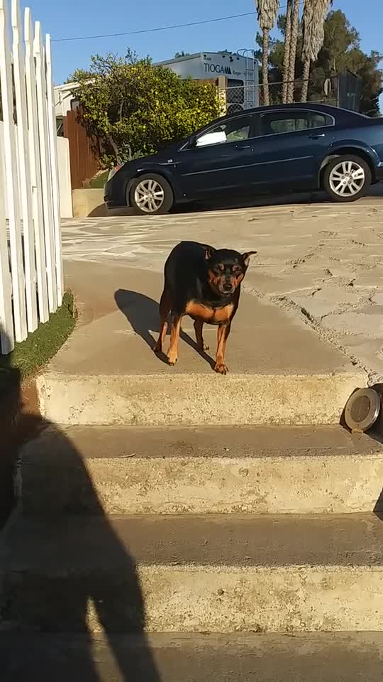 A man Encouraging his pet dog to go down the stair steps soo cute