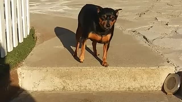 A man Encouraging his pet dog to go down the stair steps soo cute