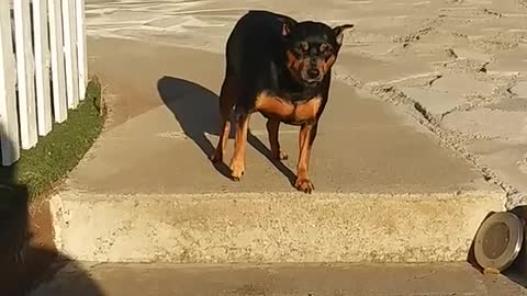 A man Encouraging his pet dog to go down the stair steps soo cute