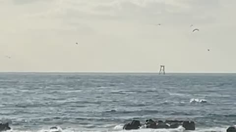 Dolphins that bring good luck