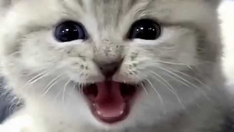 Cute kitten