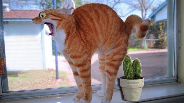 Funniest Cats 😹 Don't try to hold back Laughter 🤣🤣 So Funny Cat's Life