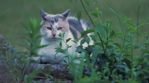 Cute cat 😊❤️