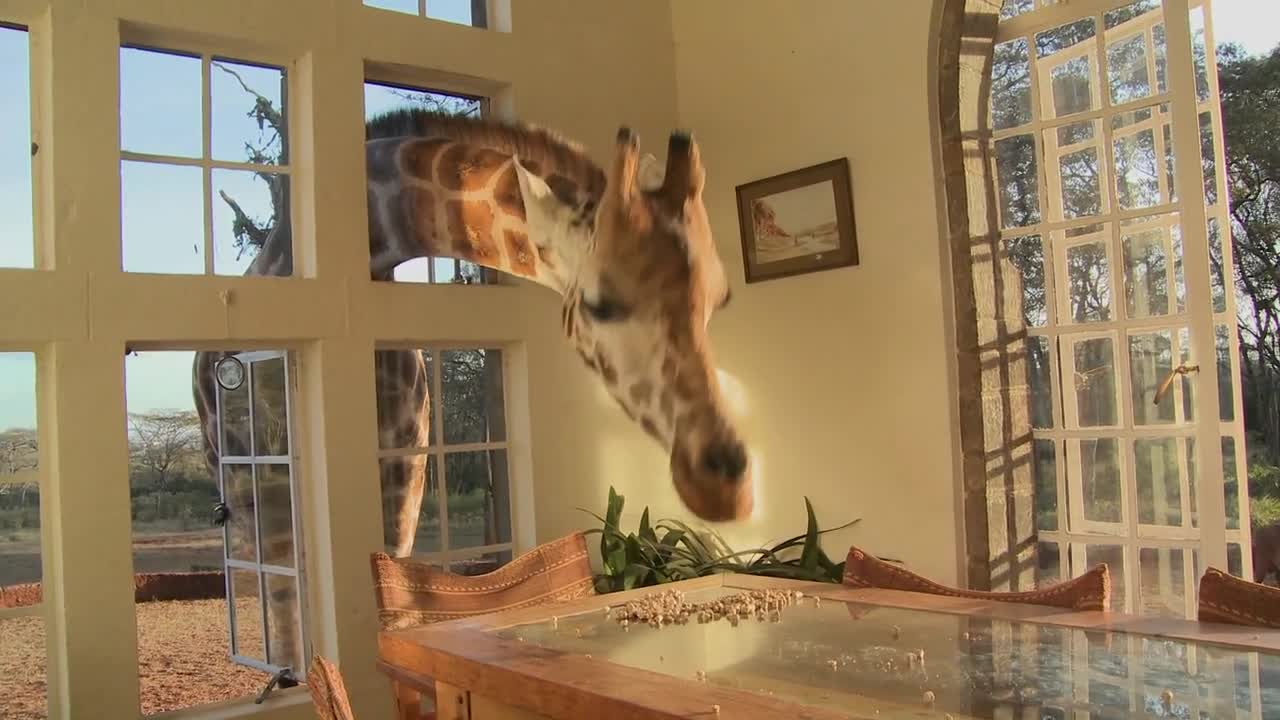 Giraffes stick their heads into the windows of an old mansion in Africa